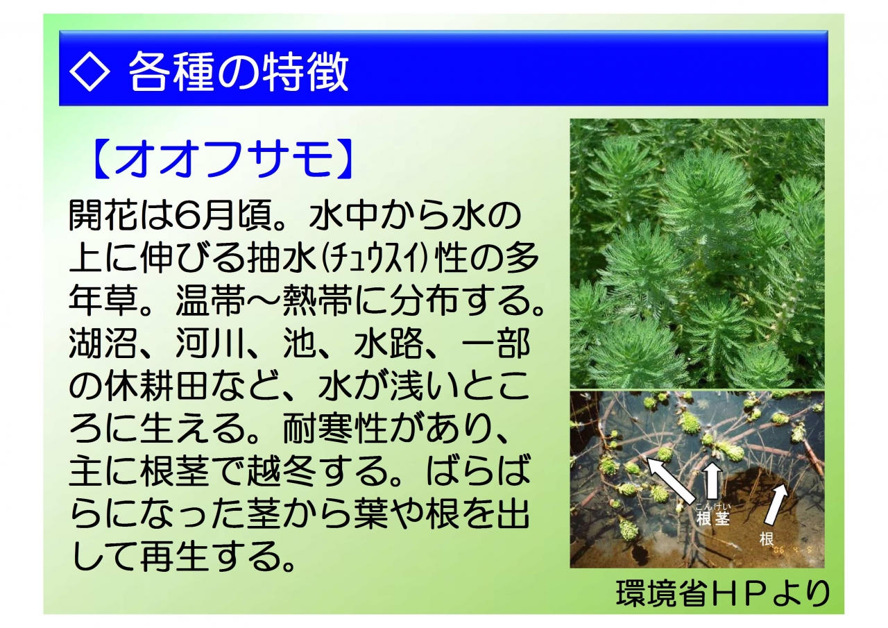 特定外来生物 オオハンゴンソウ の同定調査を実施しました